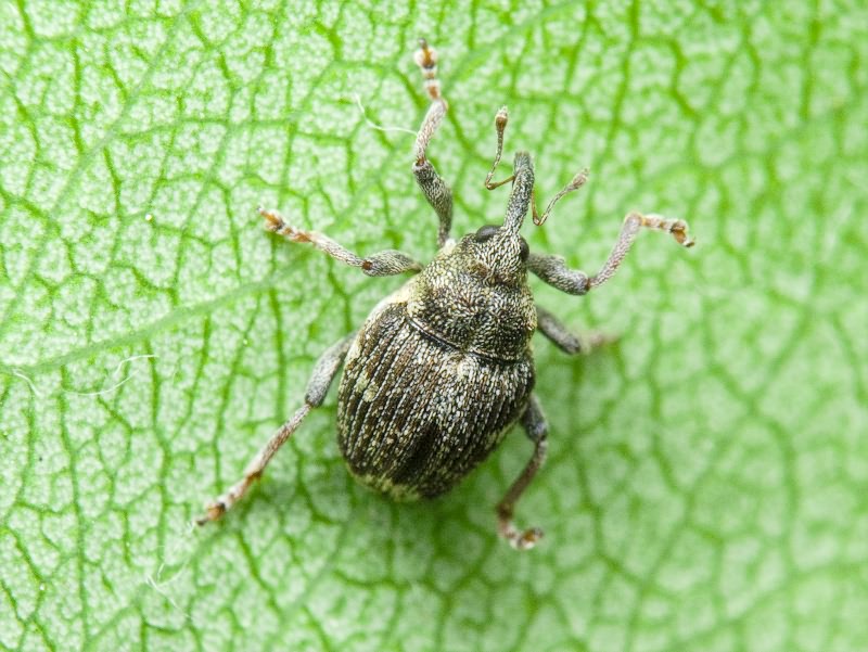 Nedyus quadrimaculatus (Linnaeus, 1758)